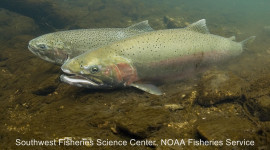 Two steelhead trout