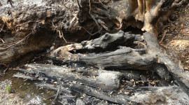 Burned woody debris in Woods Creek