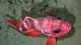 Blackgill rockfish