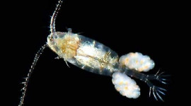 female copepod with egg sacs