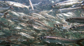 school of Pacific herring