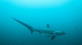 Pacific Common Thresher Shark