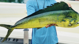 fisherman holding dorado horizontally