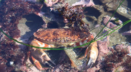 Rock crab hiding amongst substrate 