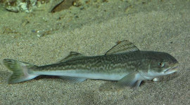 sablefish on sand
