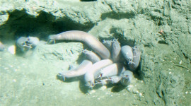 Pacific Hagfish in a hole in California's Cordell Bank National Marine Sanctuary
