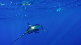 Swordfish in ocean