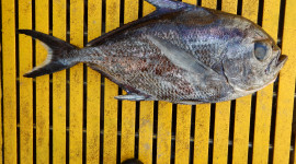 sickle pomfret laid on a yellow table