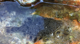 starry flounder underwater amongst substrate