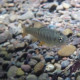 Coho salmon young-of-year