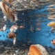 scallops swimming in tank - aquaculture