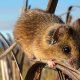 A salt marsh harvest mouse perched on alkali bulrush in Marin County. Credit: Katherine Smith