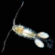 copepod viewed through a microscope