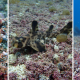 collage of three images showing species that live on rhodolith beds