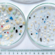 Small trash pieces in petri dishes.