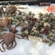 crabs and snails on ice