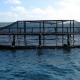 Coastal net pens off the coast of Maine.  Credit: NOAA National Centers for Coastal Ocean Science