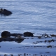 otters in morro bay