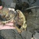 oyster shells growing inside clam shells