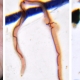 killifish (left) a seaweed (middle) and plastic fiber (right) all found in a fish stomach