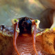 White abalone showing its face.