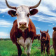 Cows in grass field.