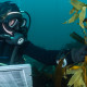 A Reef Check diver examines giant kelp. Photo credit: Kate Vylet