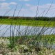 Managed wetlands in the Yolo Bypass are of particular interest because they are an important source of methylmercury to the Delta. Credit: Stefanie Helmrich