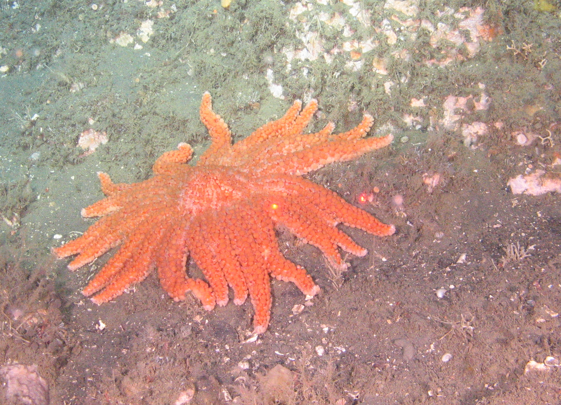 Sunflower Star near Sea Lion Gulch.