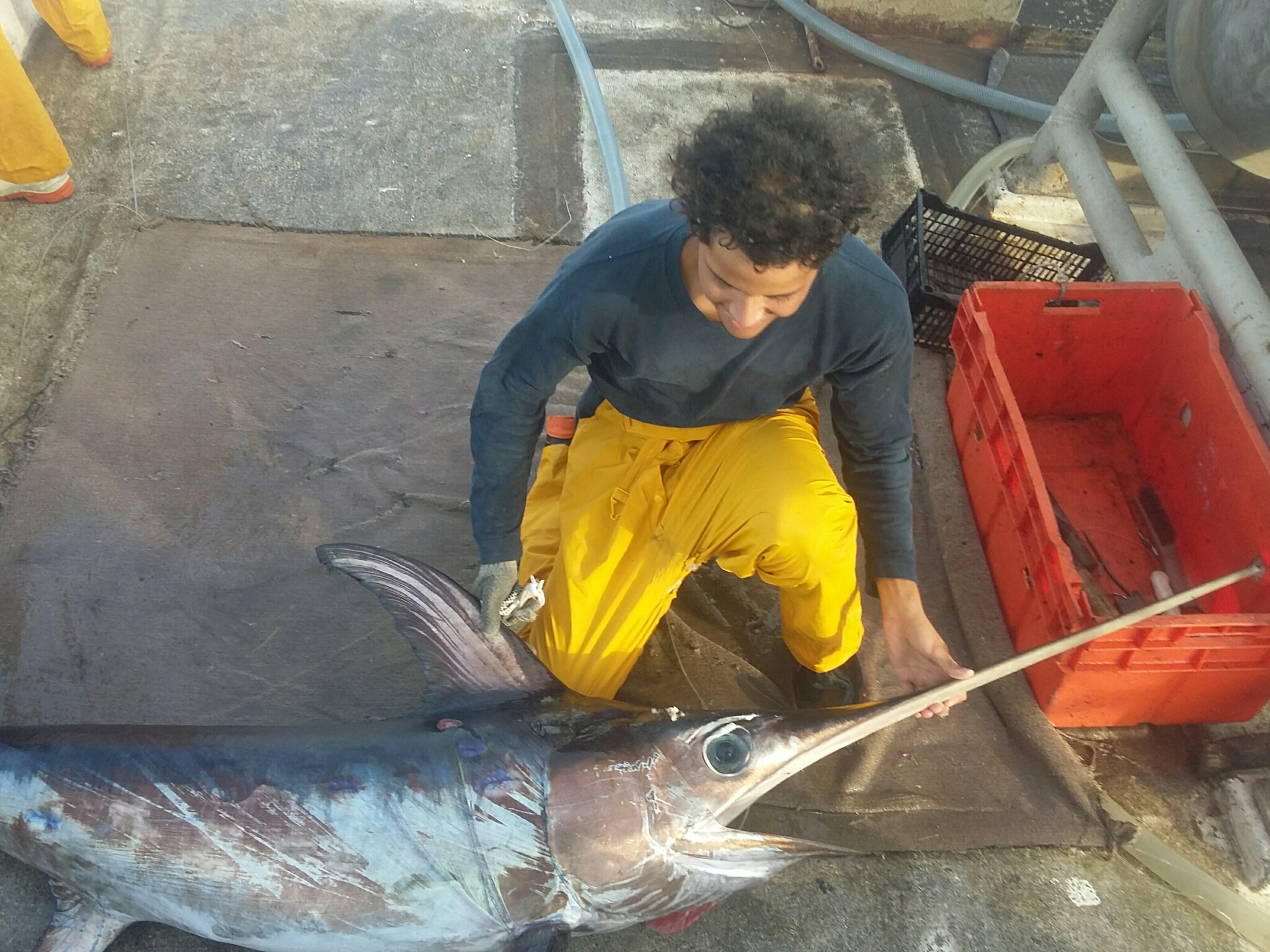 Person kneeling next to swordfish and holding its dorsal fin and sword-like bill