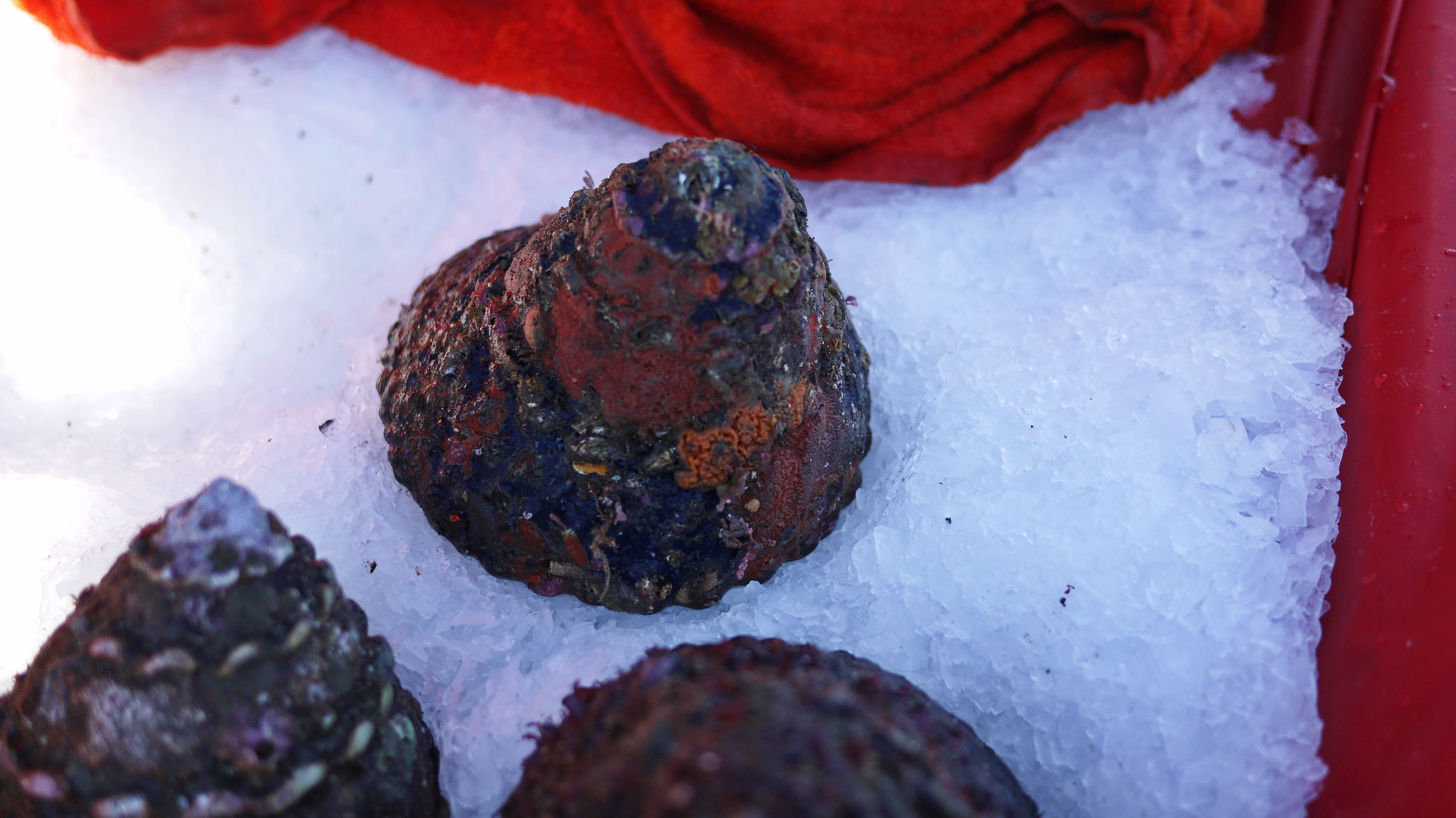 Turban snail on a bed of ice.