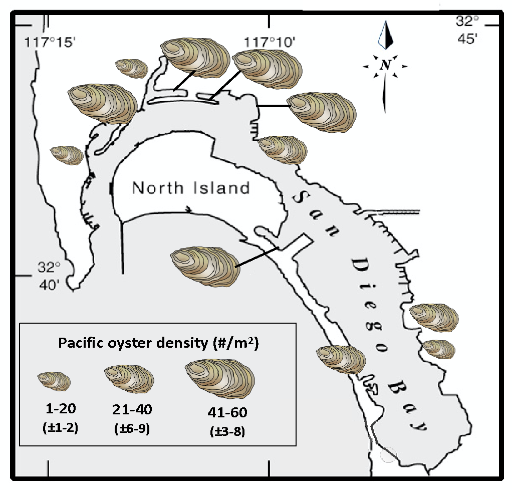 Map of San Diego Bay showing location and density of Pacific oyster colonies. 