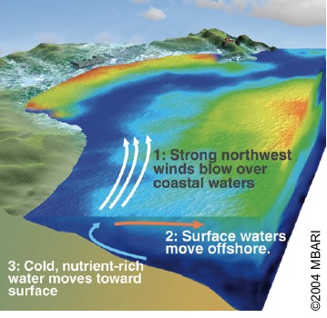 diagram of upwelling and currents