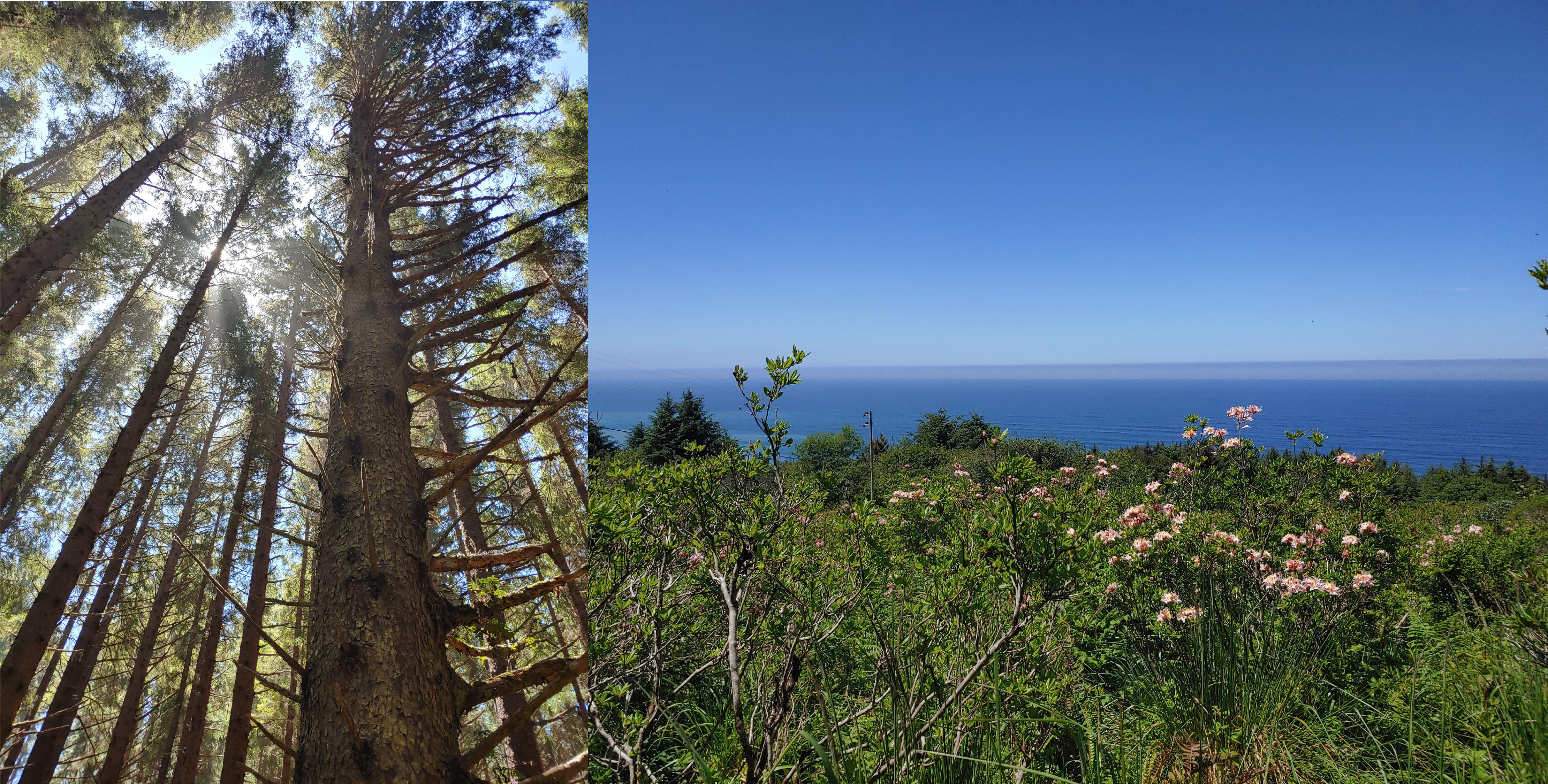 Left image of trees in a forest, right image of an open hillside with an ocean view