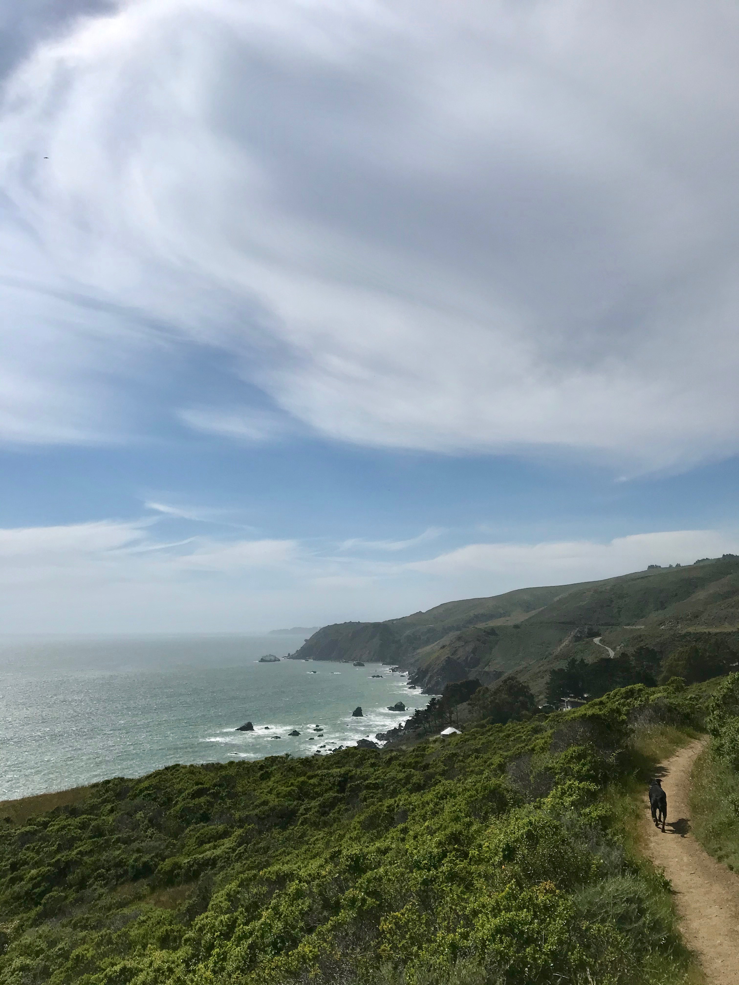 Dog walking along trail by the ocean