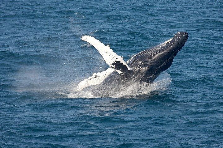 breaching humpback whale