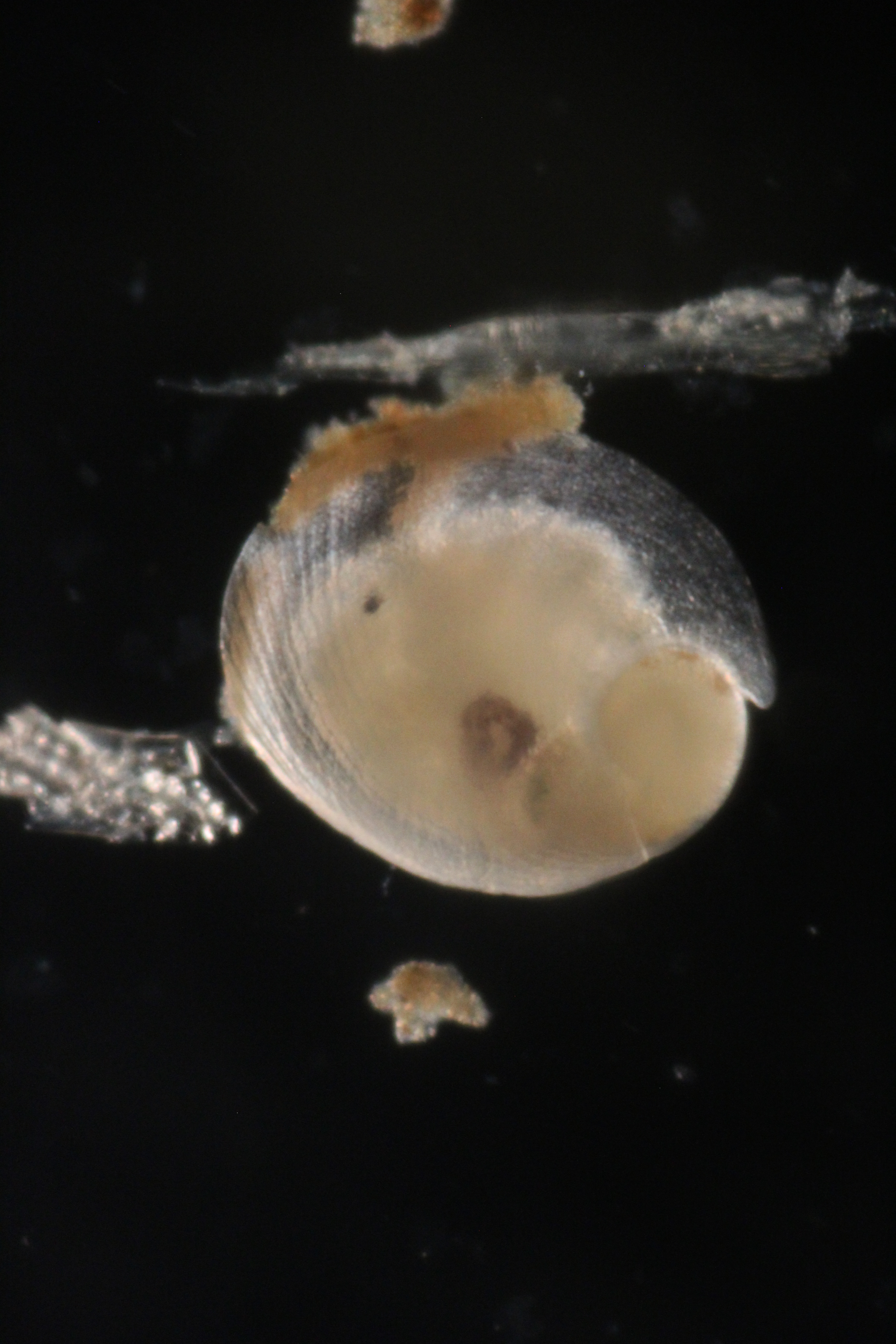 Juvenile red abalone