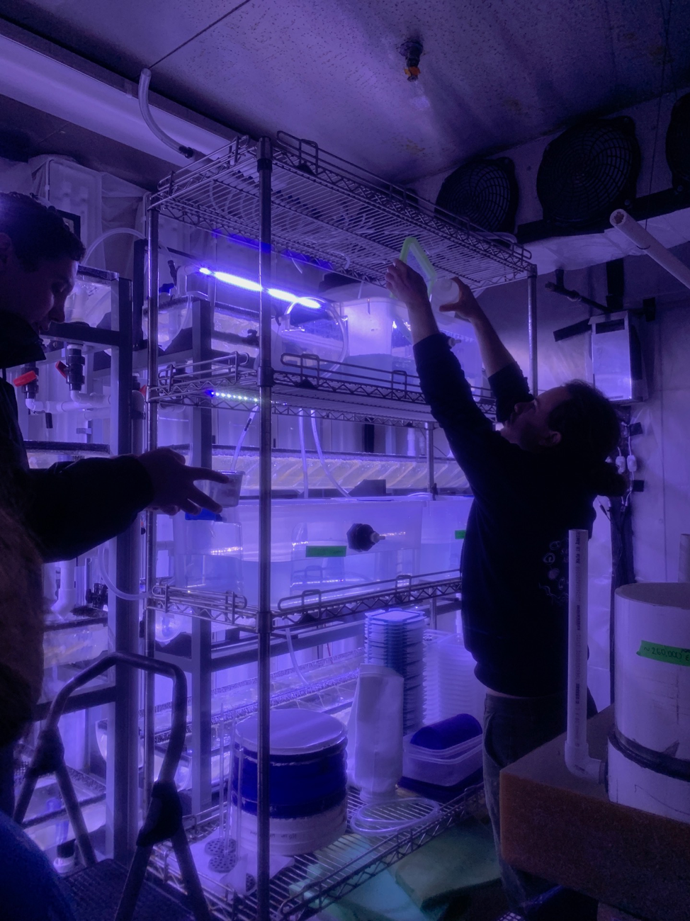 two researchers holding containers of abalone in a laboratory