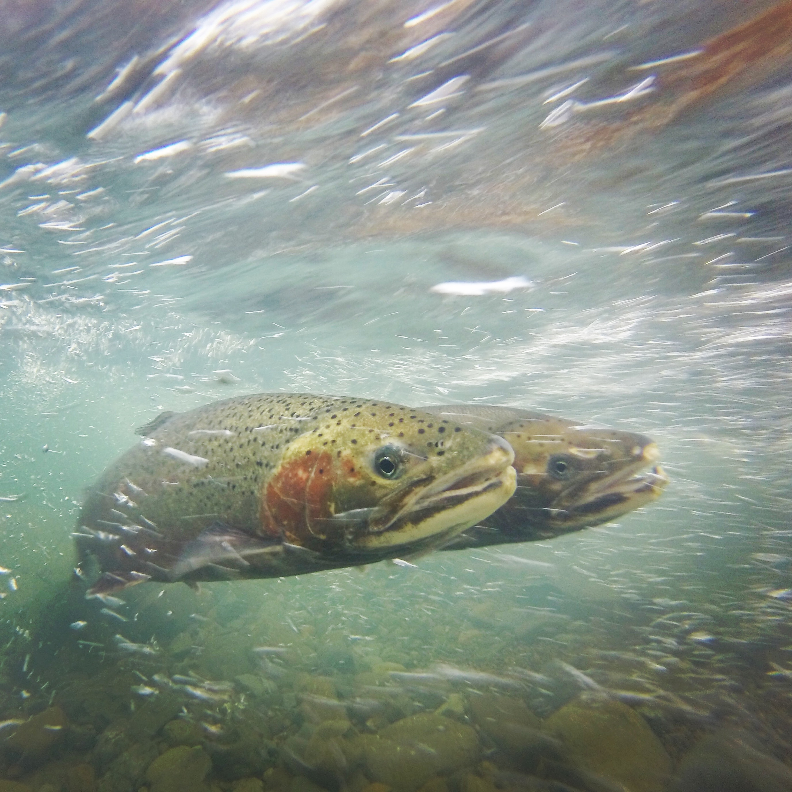 Pair of adult steelhead trout