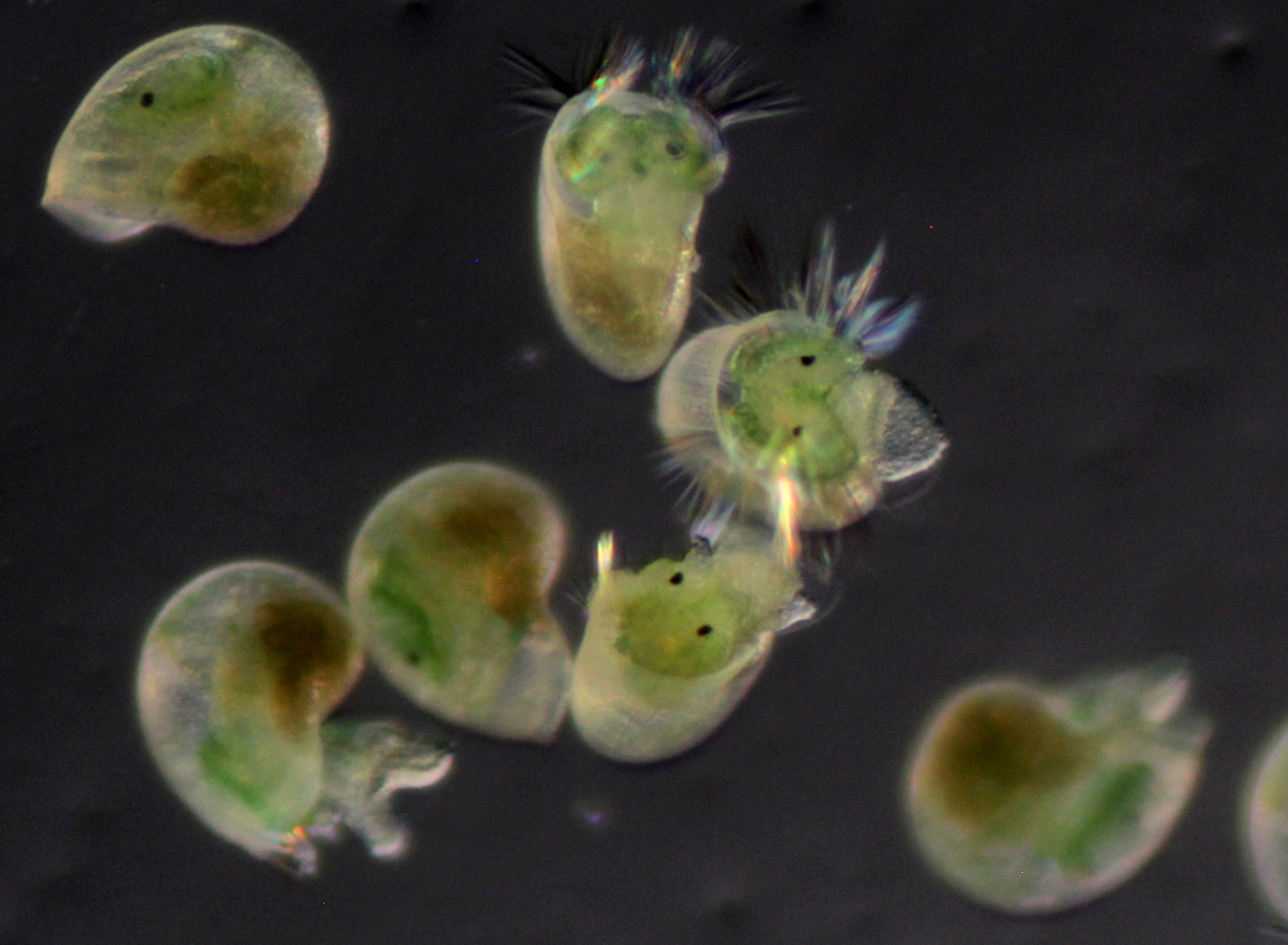 Microscopic red abalone larvae