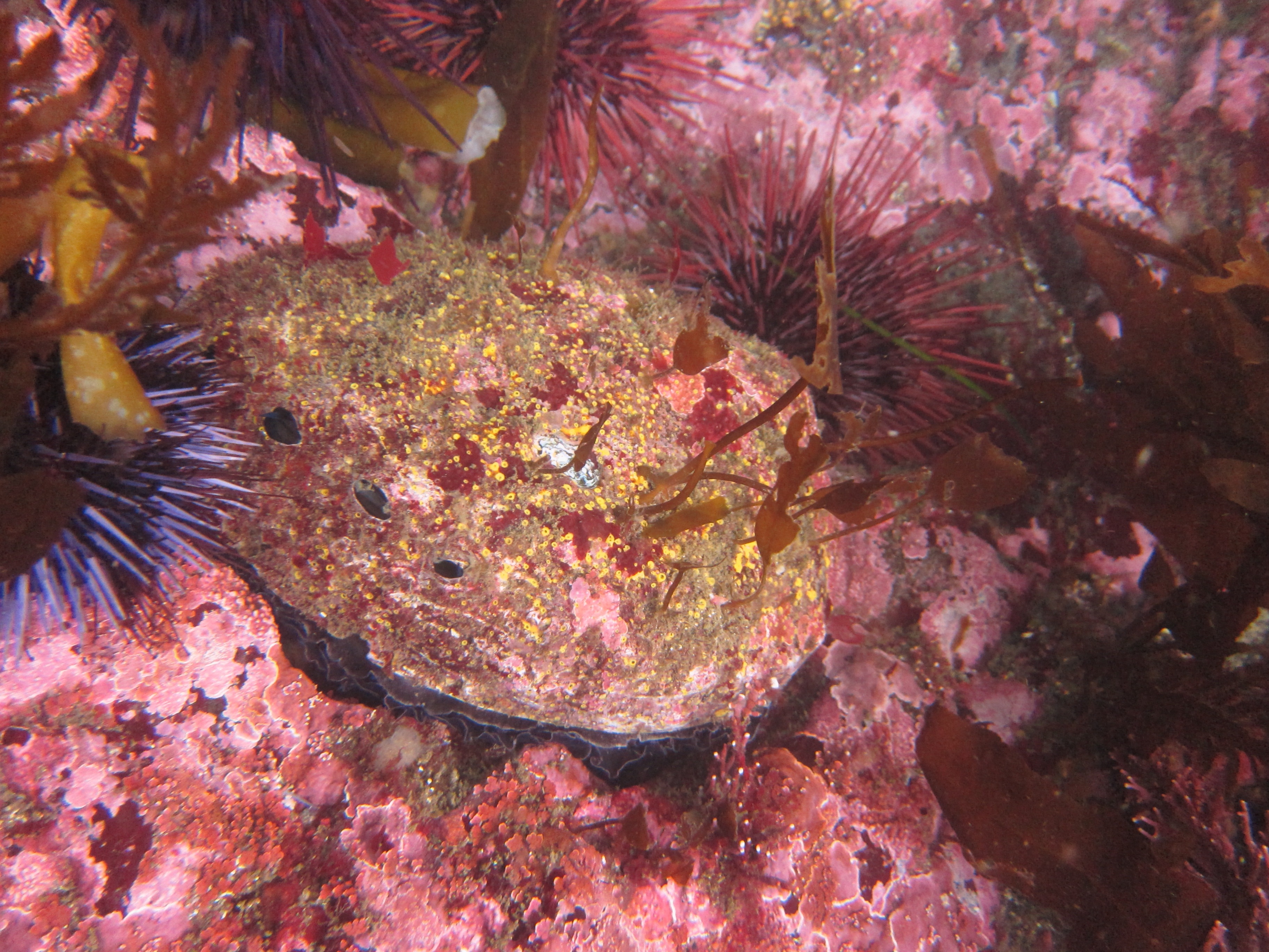 Adult red abalone