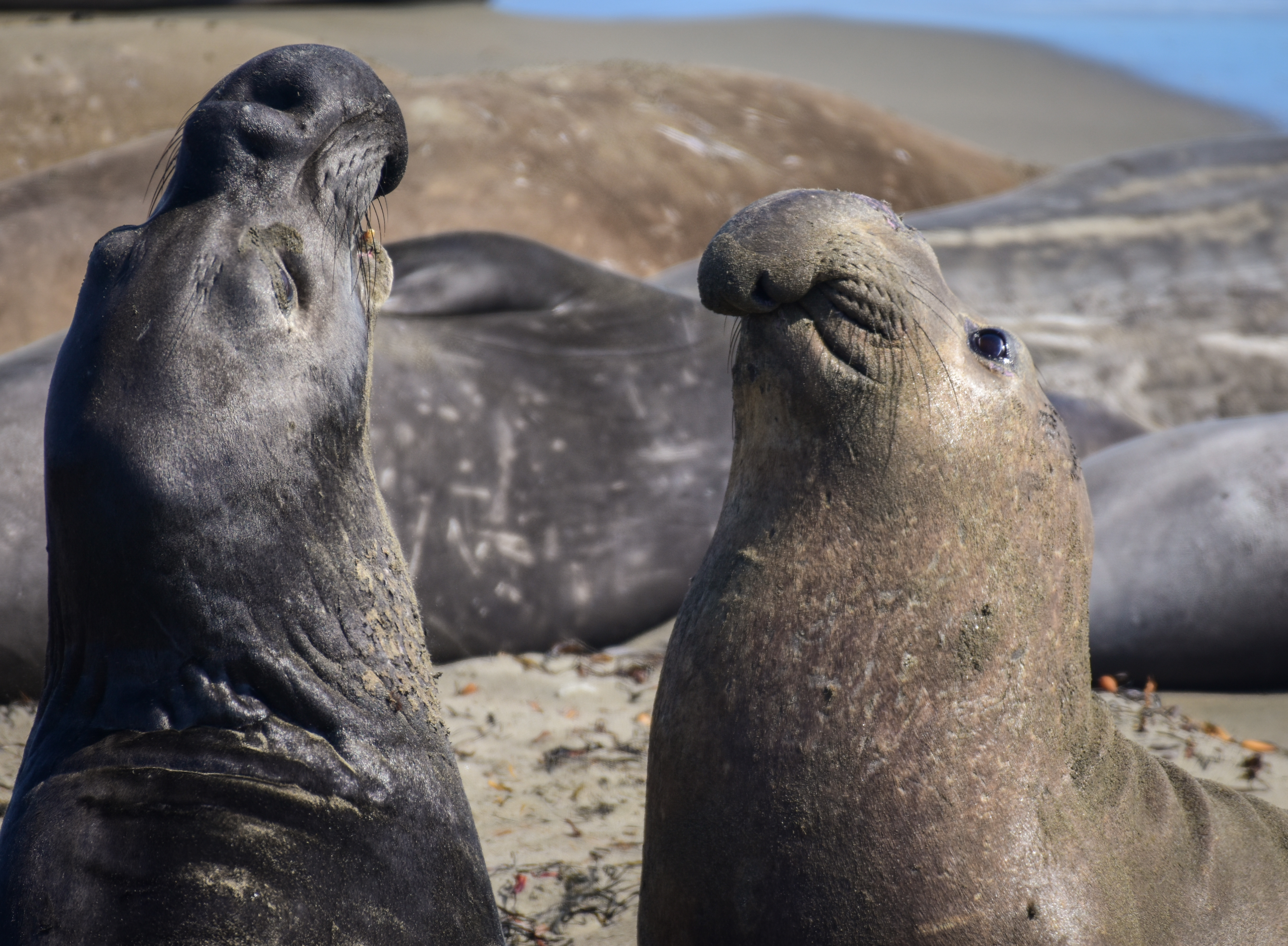 Two northern elephant seals face off