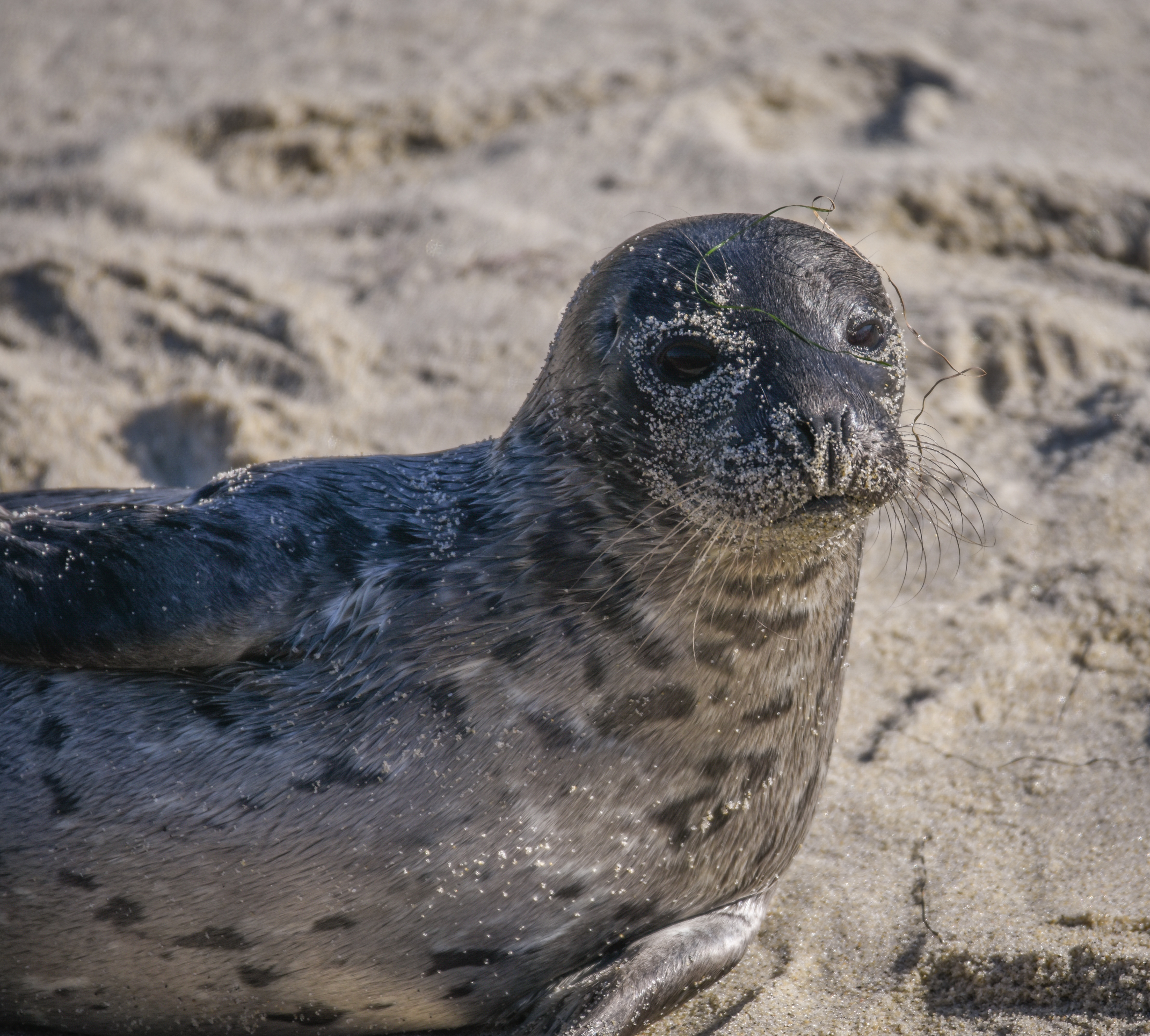 Harbor seal on the beach