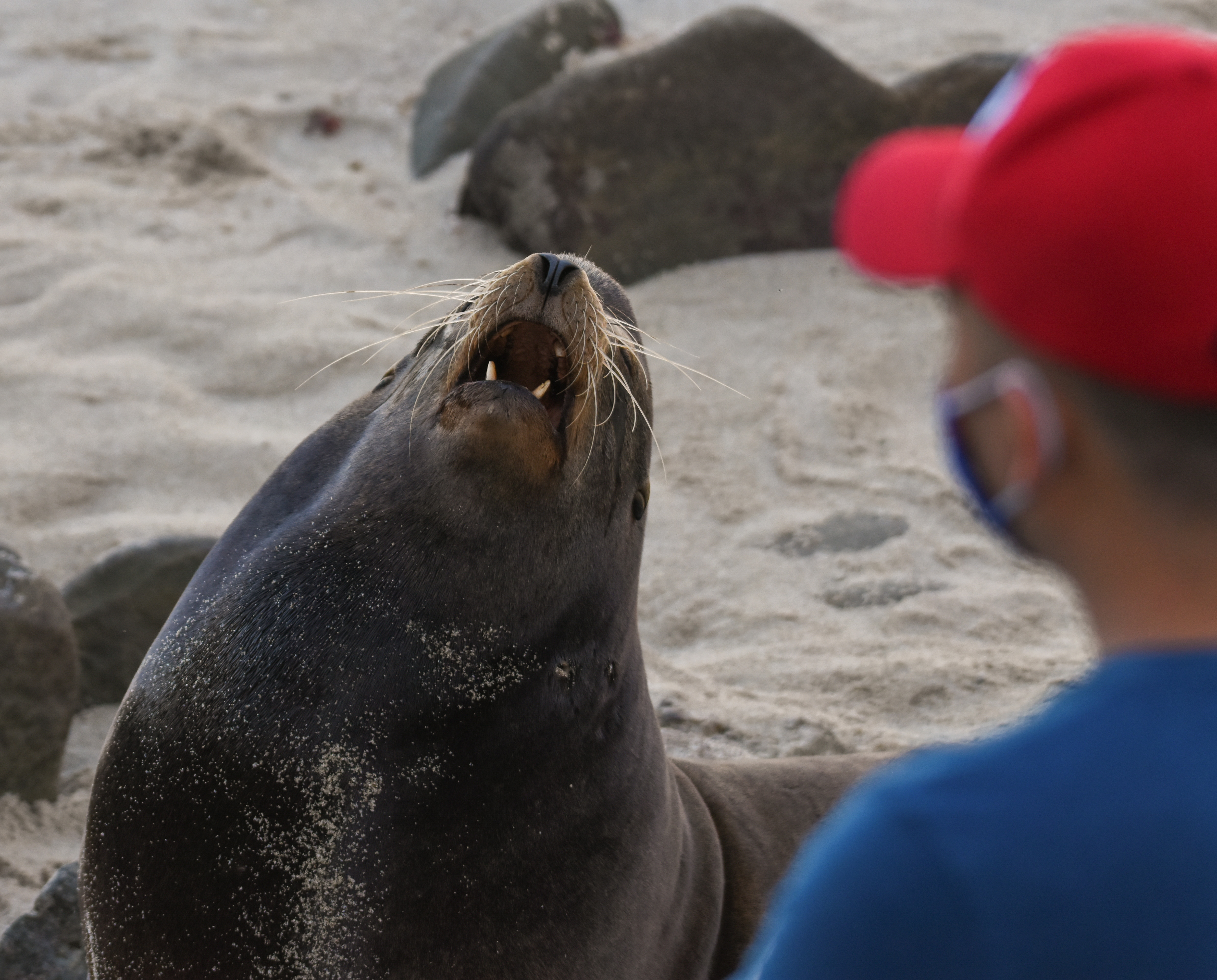 Man looking at a California sea lion