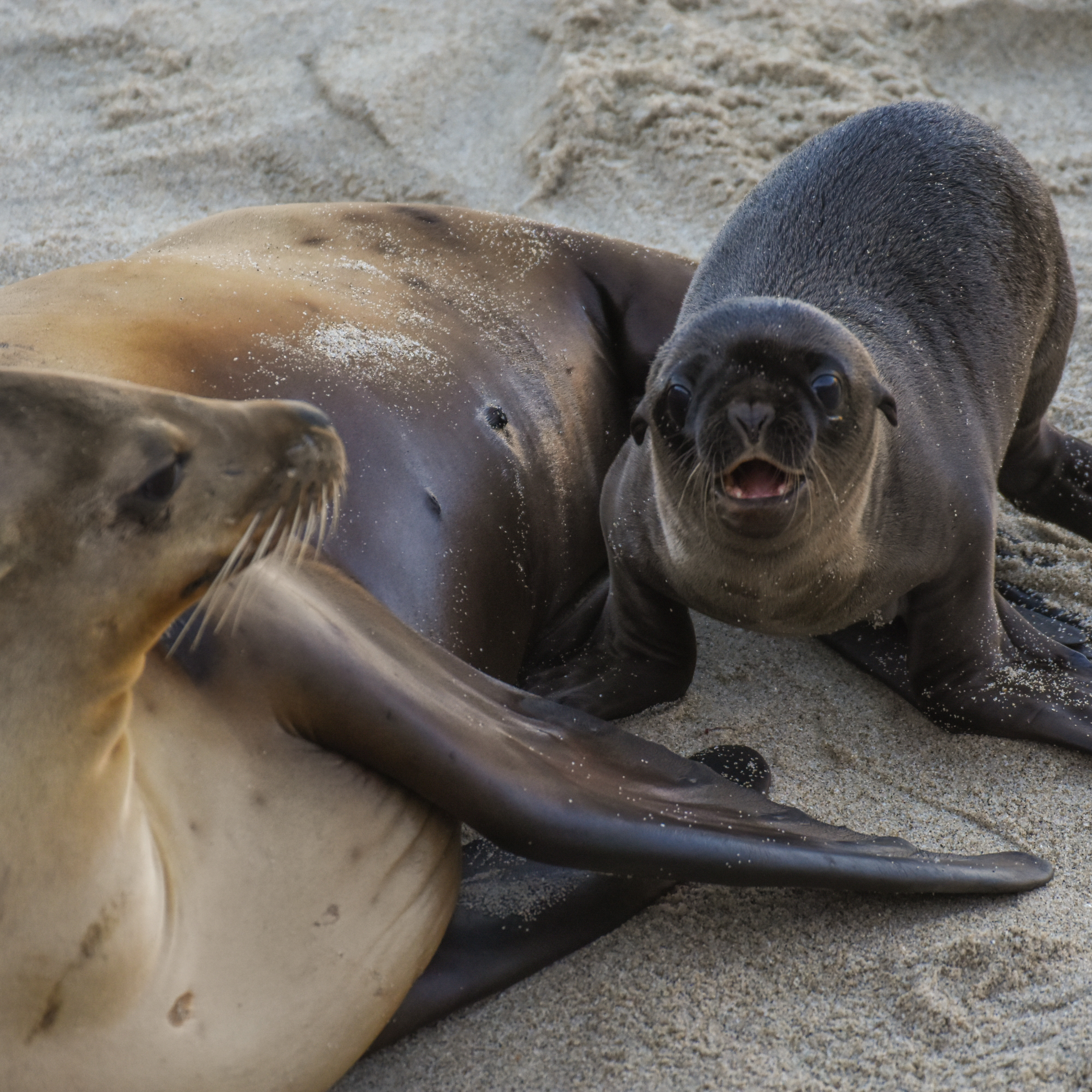 California sea lion mother and pup