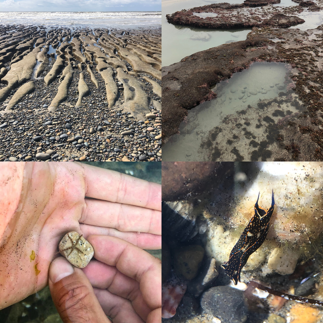four images of low tide