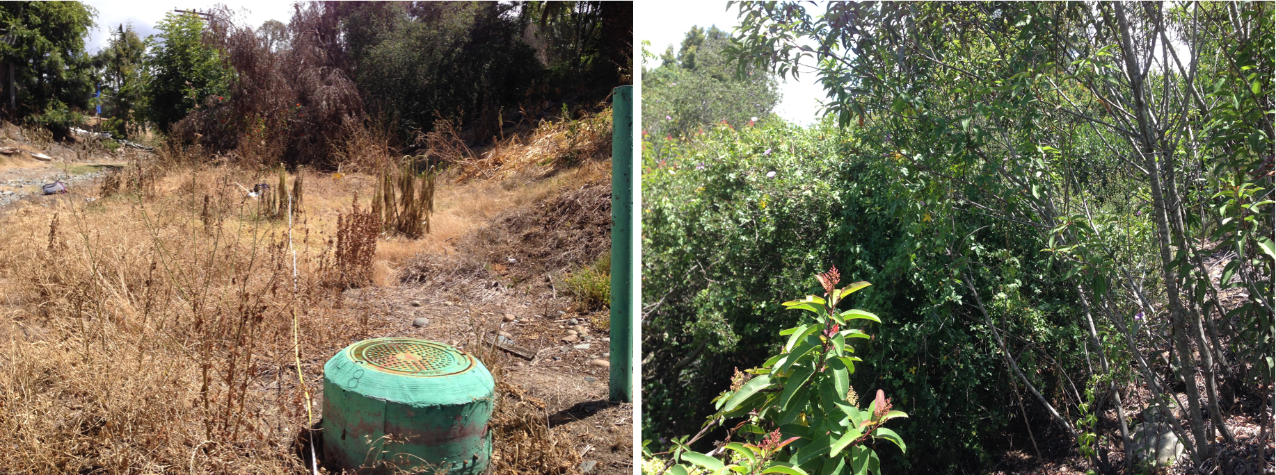 Fig. 3. Paired restoration (L) and reference (R) plots facing upstream in Manzanita Canyon in 2016. Note the dominance of invasive annual plants and disturbed ground in the restoration plot compared to the native woody perennial community in the reference plot. 