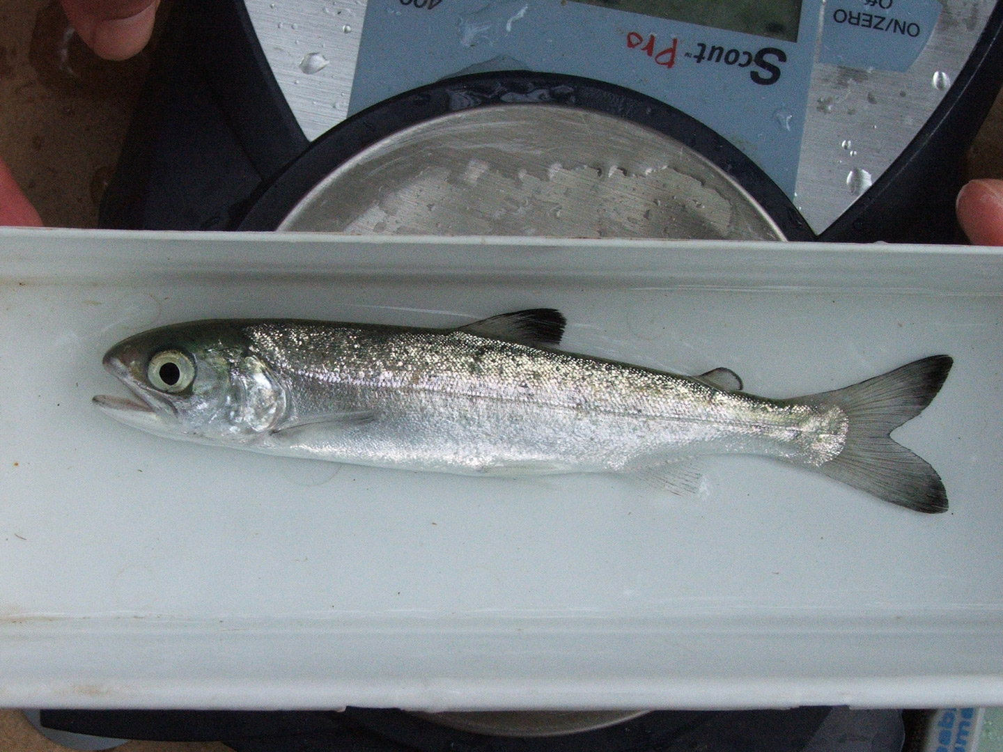 A coho salmon smolt is weighed at the Mill Creek smolt trap site