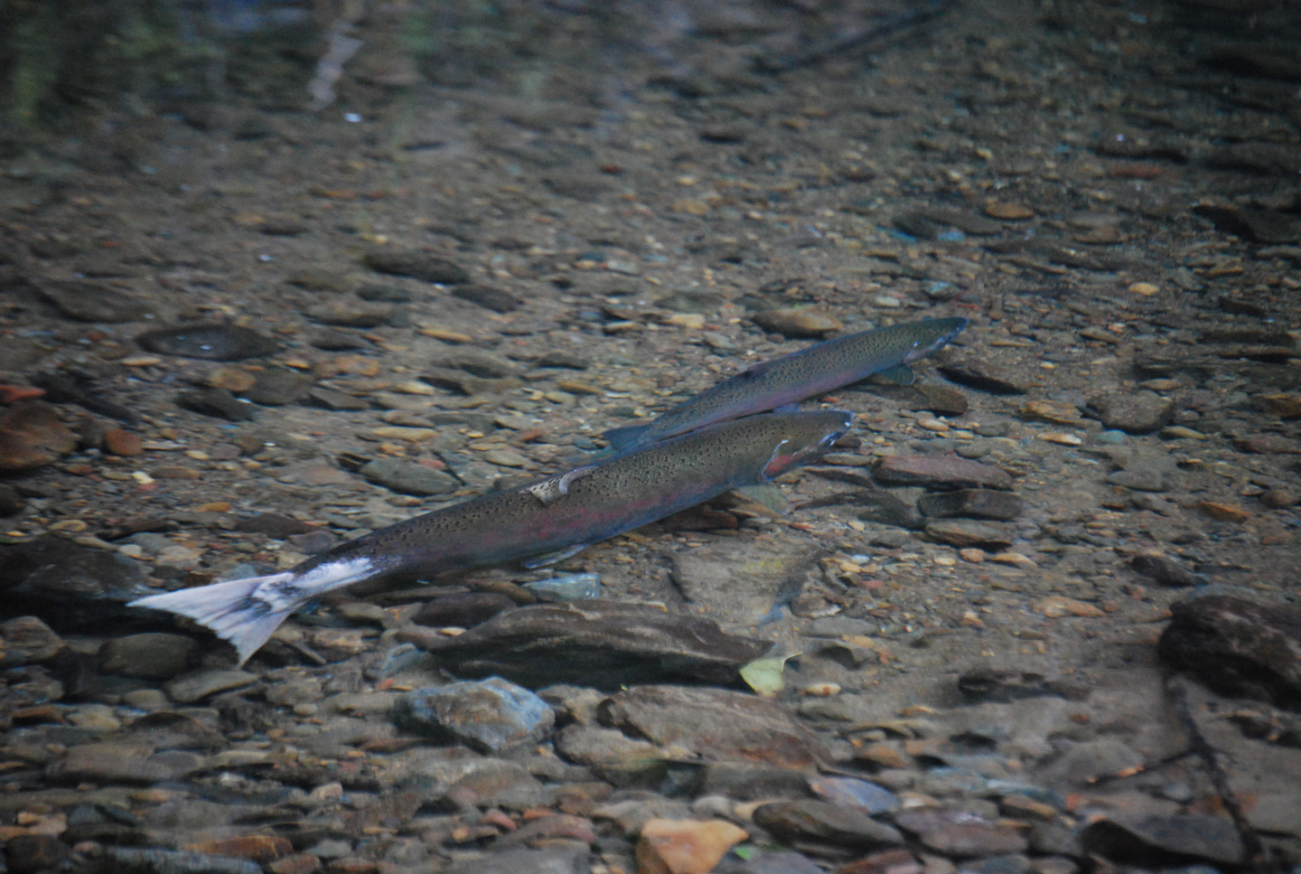 Coho female and jack spawning in Mill Creek