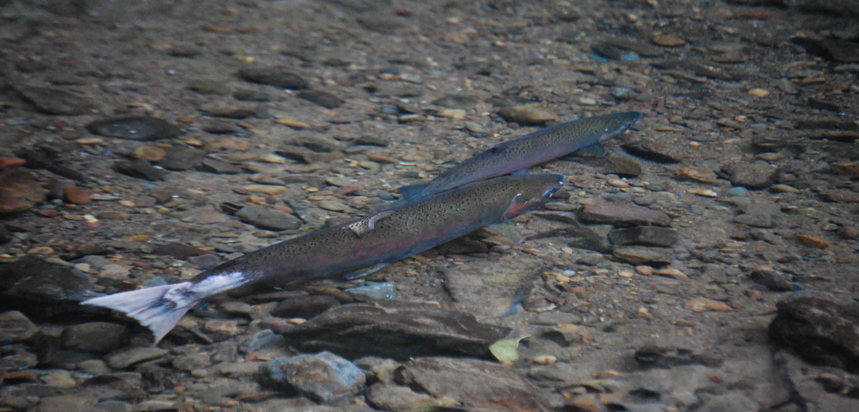 Coho female salmon and coho jack spawning upstream of the Mill Creek dam remediation site